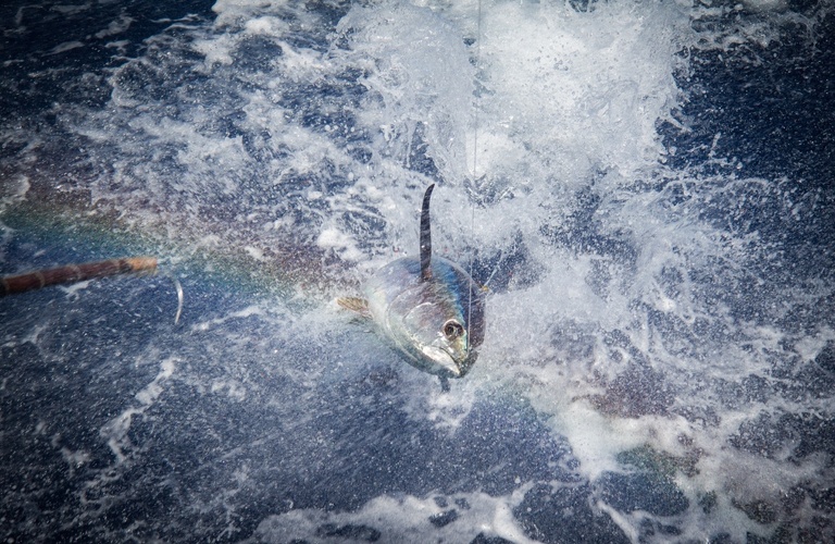 マグロの魅力 | 三重の釣り船なら平甚丸